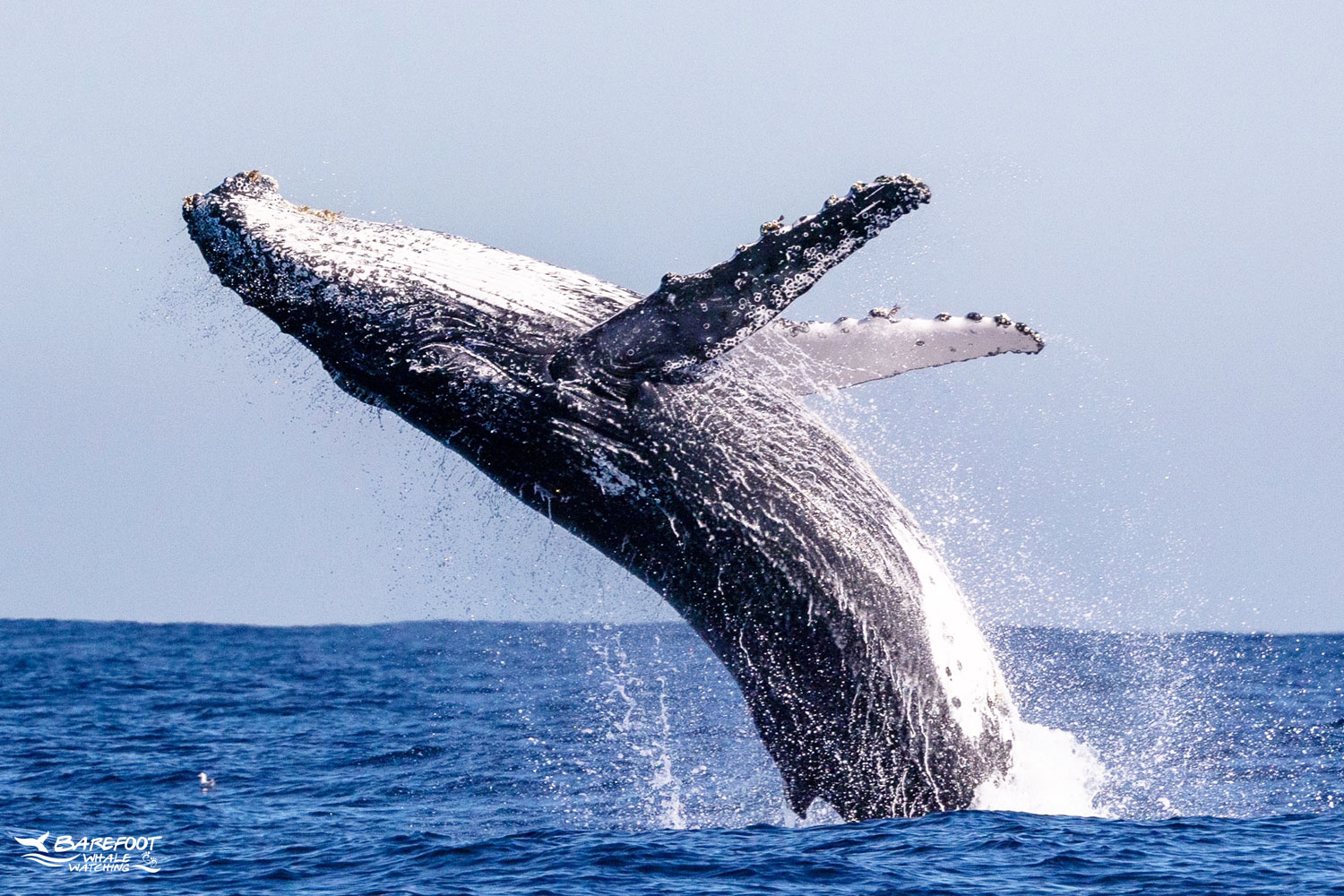 Best Humpback Whale Watching Sydney Harbour
