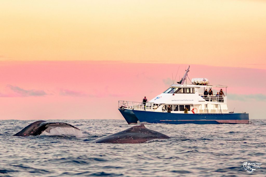 Best In Sydney Barefoot Whale Watching Adventure Cruise