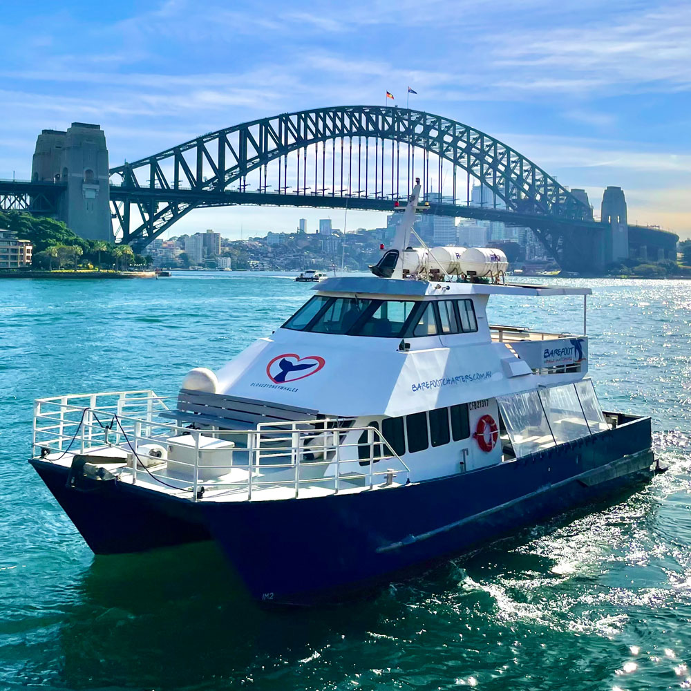 Best Sydney Humpback Whale Watching Sydney Harbour