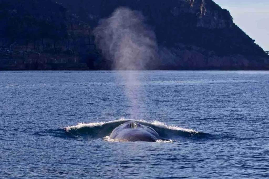 Blue Whale sighting Spotting Sydney