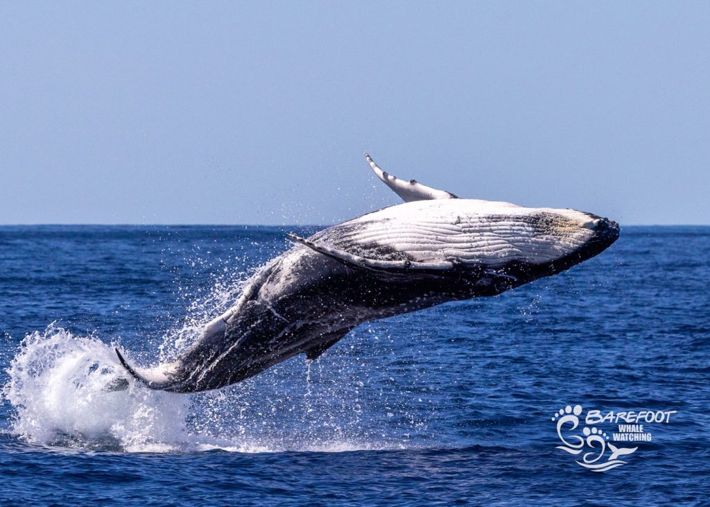How Long Do Humpback Whales Surface