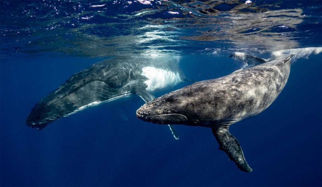Humpback Whale Migration Sydney To Hervey Bay