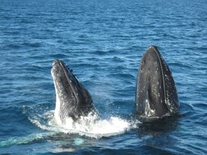 Spy Hop Humpack Whale Watching Tours Sydney Harbour
