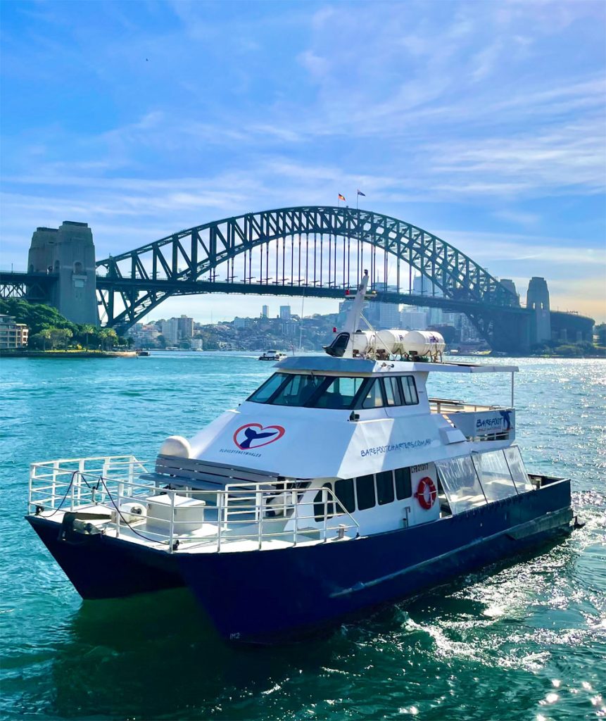 Sydney Harbour Whale Watching Adventure Tours Cruises
