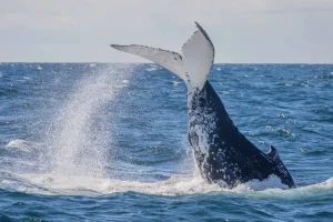 Sydney Humpback Whales Sighting Tail Slapping
