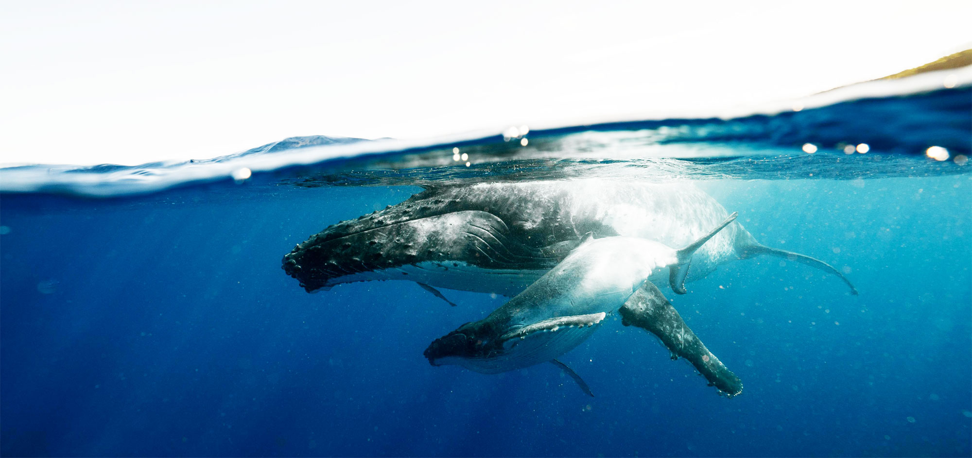 Sydney Whale Science By Captain Dean Cropp Barefoot Charters