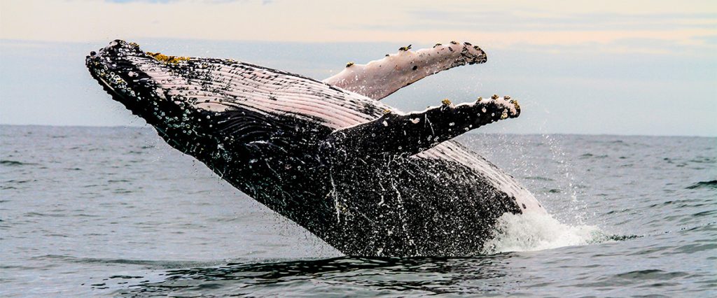 Sydney Whale Science