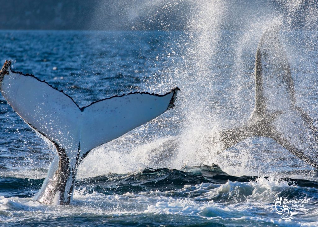 The science behind whale tail Sailing and tail Slapping