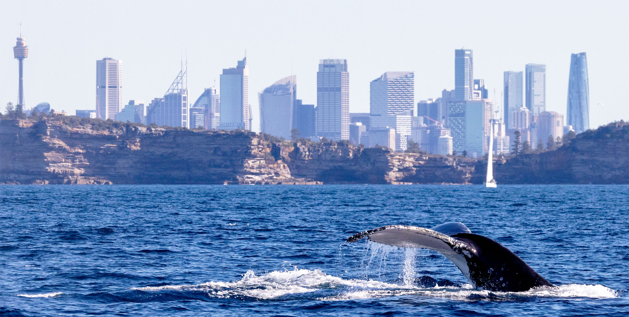 Whale Watching Season Is Here Sydney Harbour Barefoot Tours