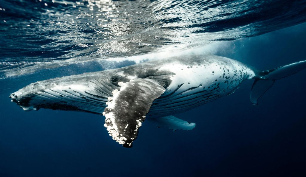 Why Male Humpback Whales Sing