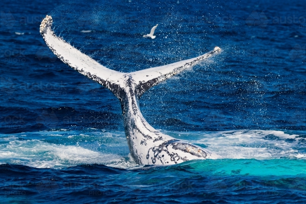 Humpback Whale Sightings Peduncle Throw Sydney Harbour Cruises