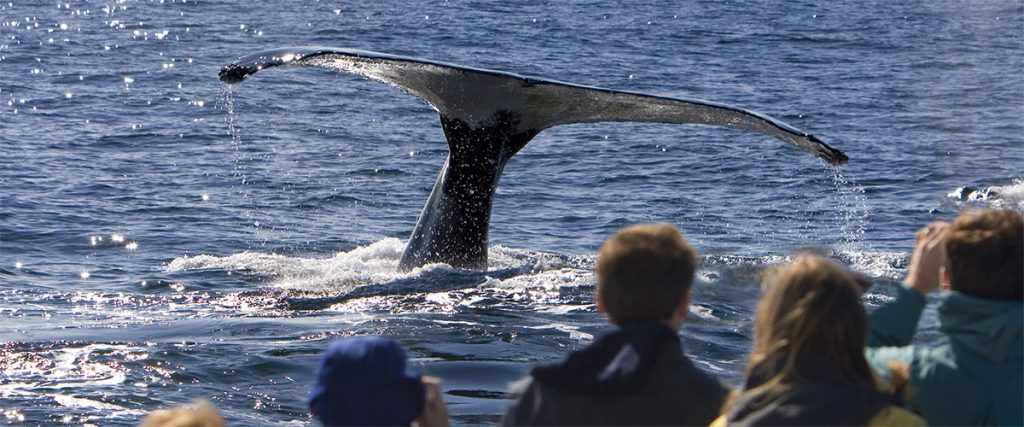 About Barefoot Crew Team Whale Watching Sydney Harbour