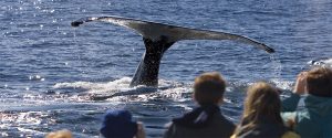 About Barefoot Crew Team Whale Watching Sydney Harbour