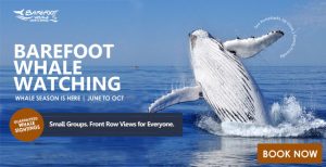 Barefoot Whale Watching Sydney Harbour Banner Book Now