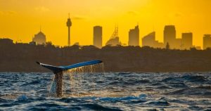 Barefoot Whale Watching Sydney Sunset Whale Watching Experience
