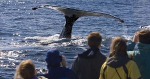 Barefoot Whale Watching Sydney Sunset Whale Watching Experience