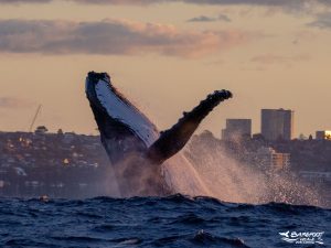 Best Time To See Whales In Sydney Harbour