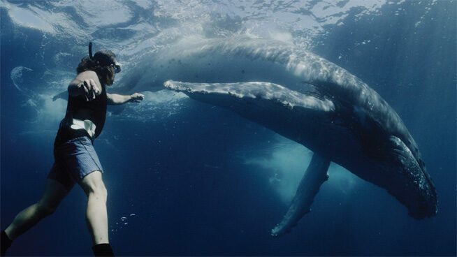 Dean Cropp Whale Scene of Goddess Documentary Ocean Film Festival 2025