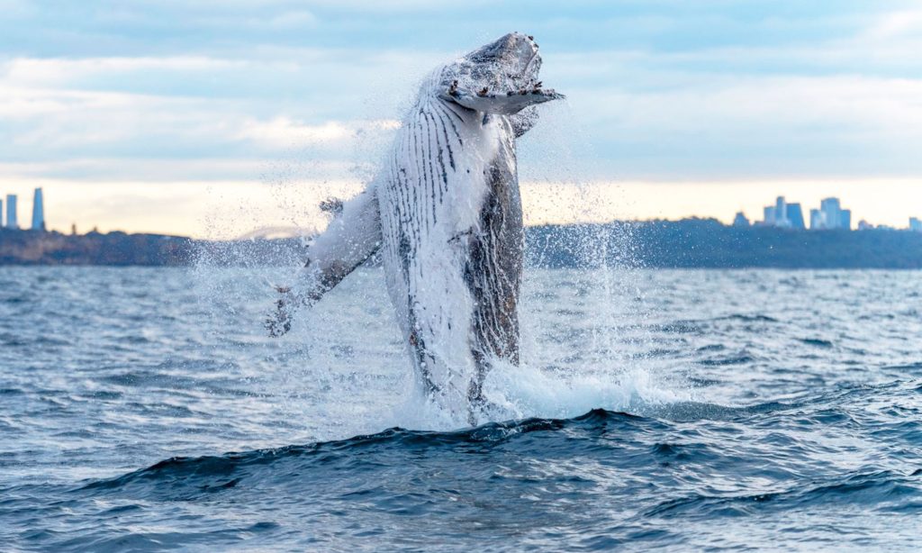Sydney Circular Quay Departure Private Group Whale Watching